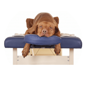 chien massage